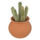 Cactus en pot "alicante" terracotta h16,5cm