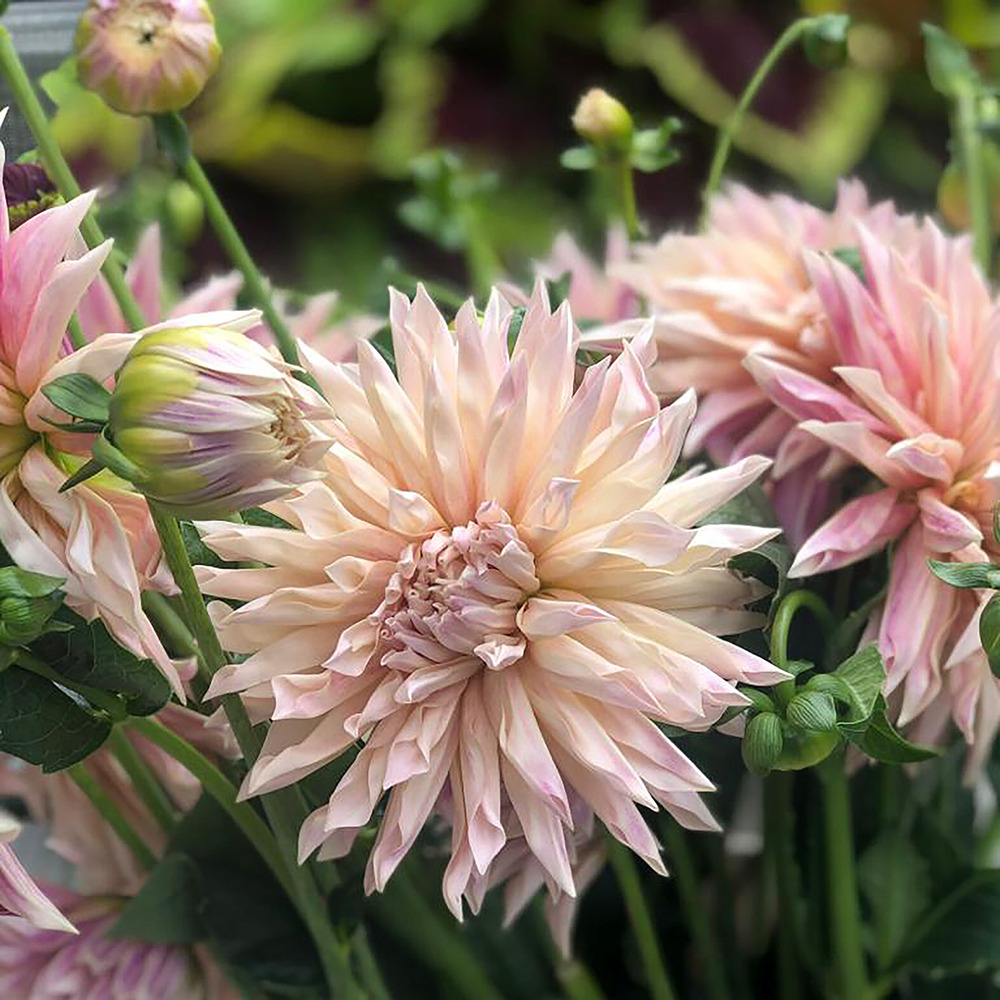 Dahlia cactus 'café de paris' bulbe calibre i