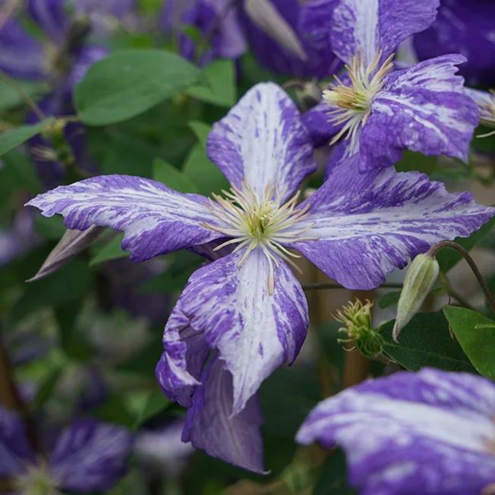 Clématite 'tie dye' clematis jackmanii 3l - 60/90cm
