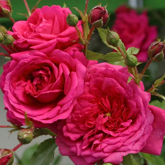 Rosier grimpant très parfumé laguna pétale rose - racines nues