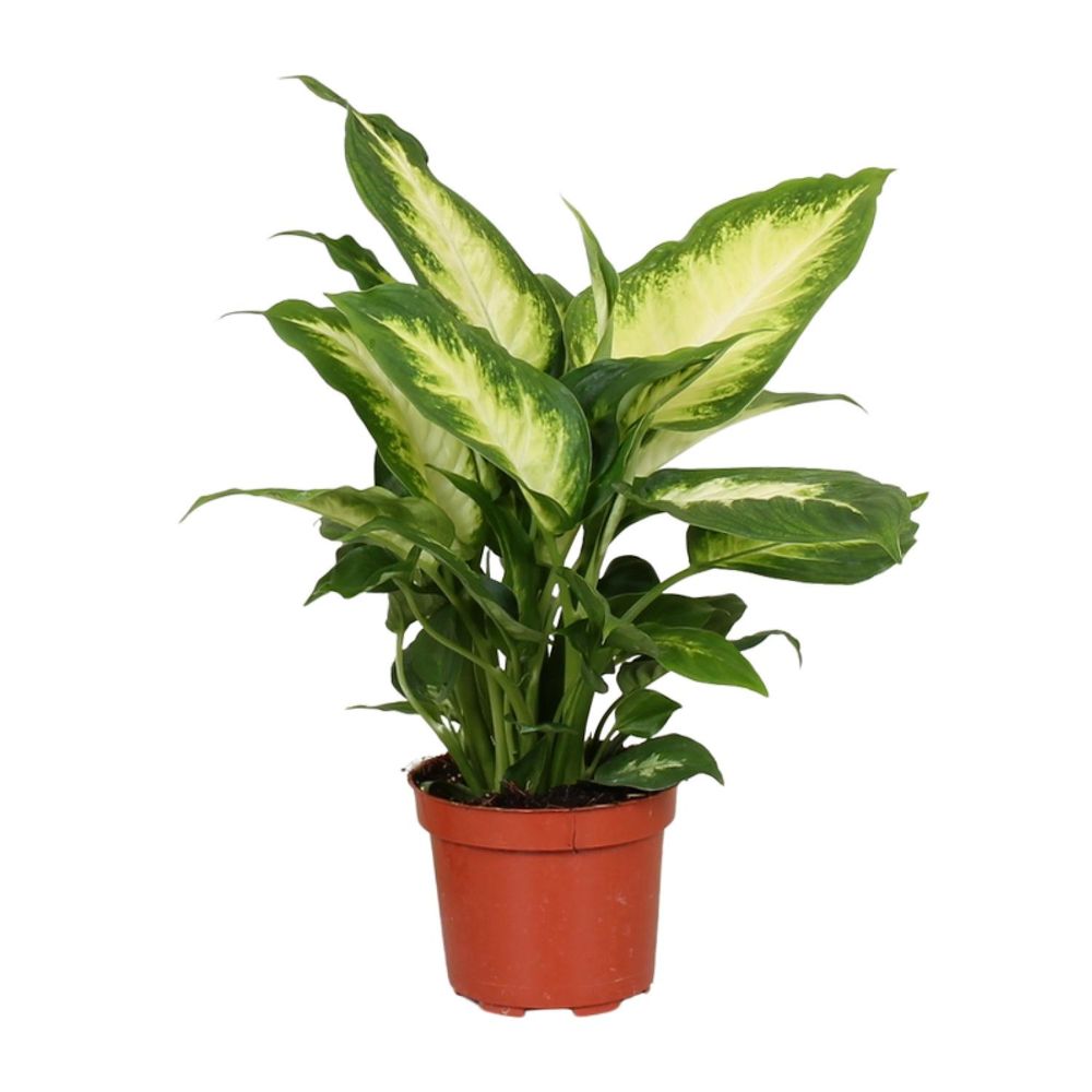 Dieffenbachia camilla - ø12cm - ↕35cm - plantes d'intérieur