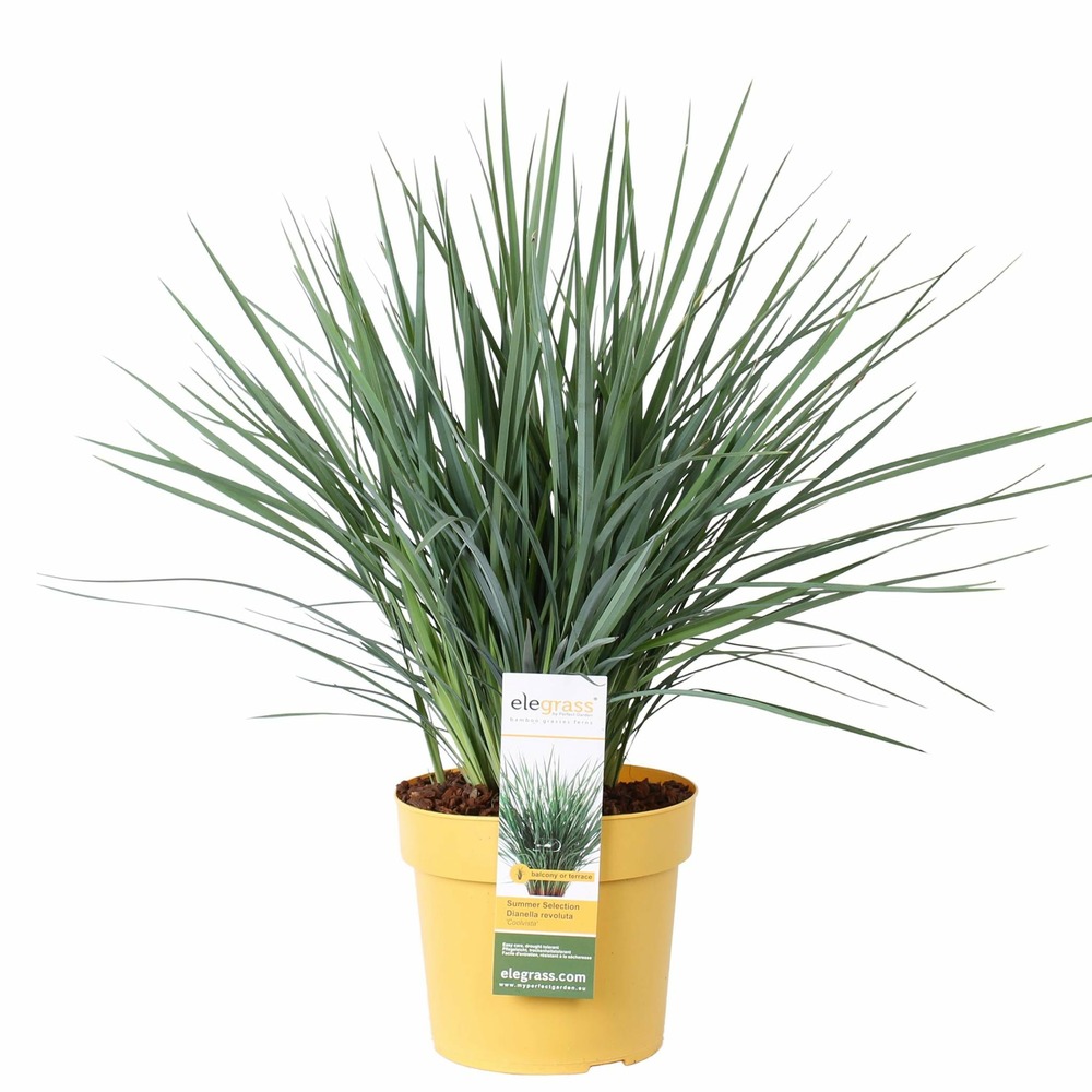 Truffaut Plantes Exterieurnull