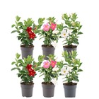 Dipladenia - lot de 6 - 2 x rose- 2 x blanc - 2 x rouge ø12 cm - ↕25 cm - plante fleurie