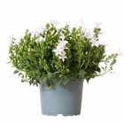 Campanule addenda blanc - ø12cm - plante fleurie d'extérieur