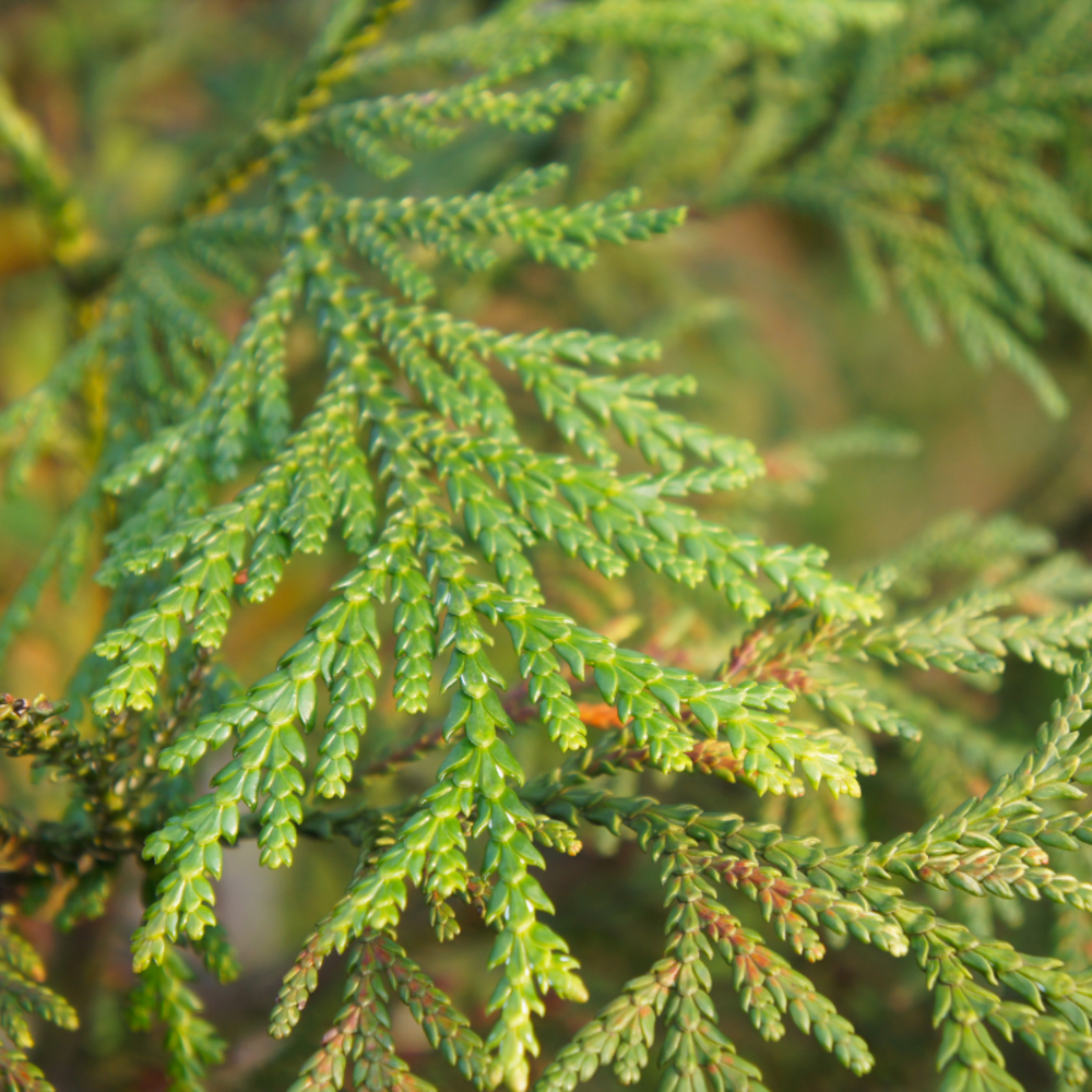 Thujopsis du japon nana - thujopsis dolabrata nana 20/30cm pot 2,5l