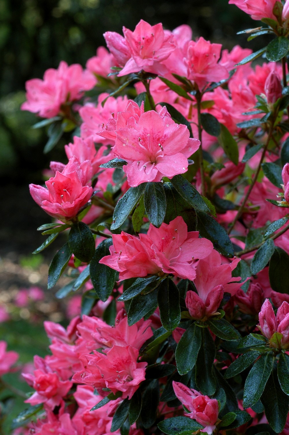Azalée du japon 'blaauw's pink ' 3l Truffaut