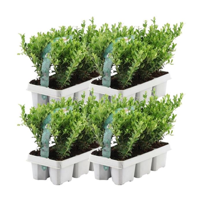 Plant In A Box - Lot De 12 Houx Japonais Ilex Crenata 'Jenny' - Plantes Haie Persistante