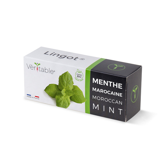 Lingot menthe marocaine bio - recharge prête à l'emploi