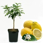 Citronnier des 4 saisons bio "citrus limon" tailles:pot de 6 litres, hauteur 60/80 cm