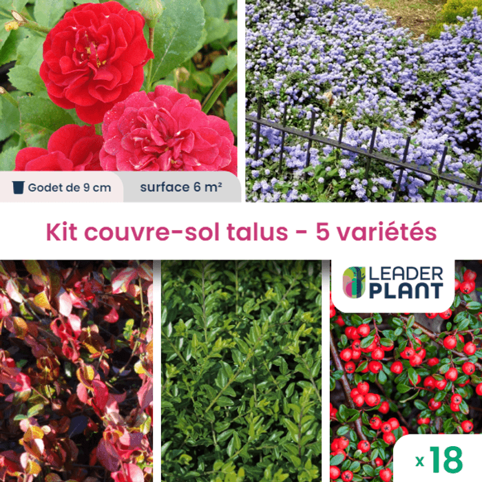 Thym rampant, couvre-sol : plantation, culture et récolte Thym rampant, couvre-sol : plantation, culture et récolte