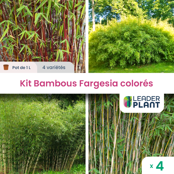 Kit fargesias colorés - 4 variétés - lot de 4 plants en pot de 1 l