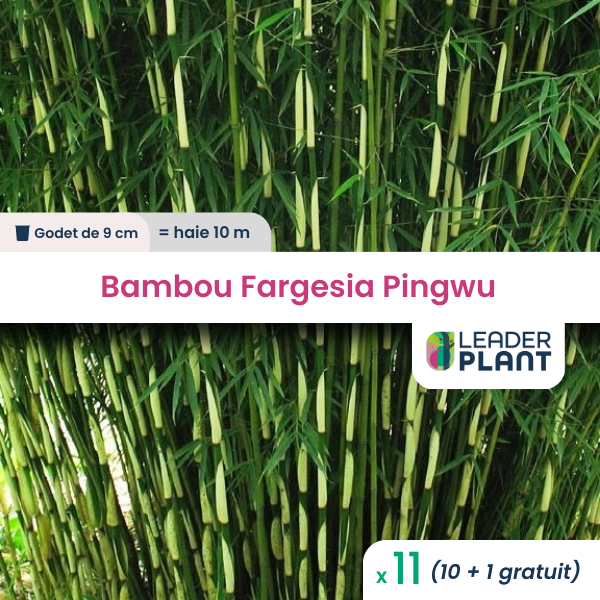 11 x bambou fargesia pingwu en godet