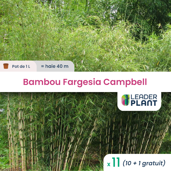 11 x bambou fargesia campbell en pot de 1 l