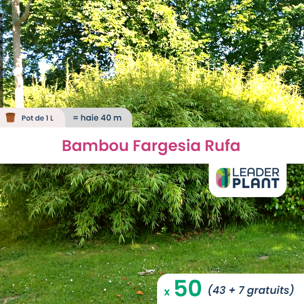 50 x bambou fargesia rufa en pot de 1 l