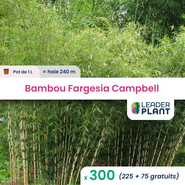 300 x bambou fargesia campbell en pot de 1 l