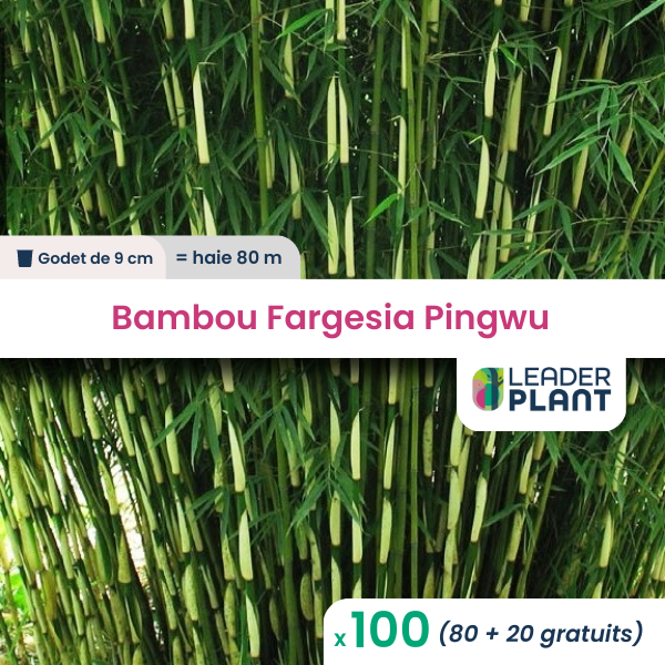 100 x bambou fargesia pingwu en godet