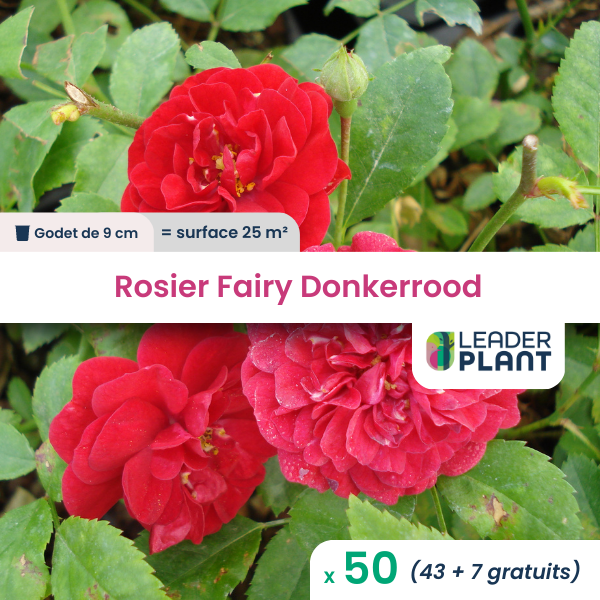 50 x rosier paysager fairy donkerrood  en godet