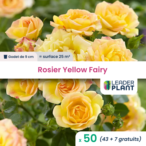 50  x rosier paysager yellow fairy en godet