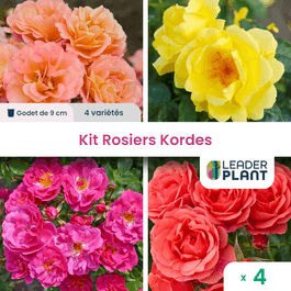 Kordes Collection Collection 4 rosiers kordes - lot de 4 plants en godet | Truffaut