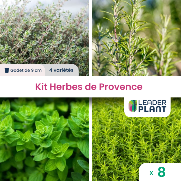 Kit aromatique herbes de provence – 4 variétés- lot de 8 plants en godet