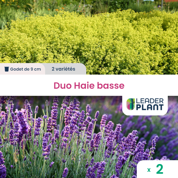Duo haie basse 2 variétés - lot de 2 plants en godet