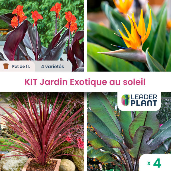 Kit jardin exotique au soleil - 4 variétés – lot de 4 plants en godet et pot de 1 l