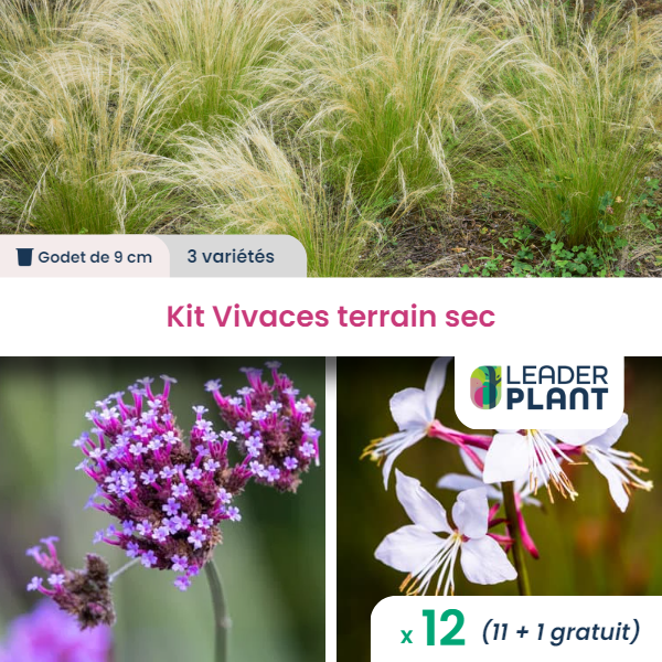 Kit plantes vivaces pour terrain sec - 3 variétés - lot de 12 plants en godet