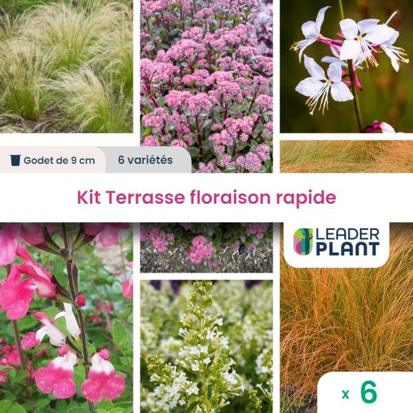 Kit terrasse floraison rapide – 6 variétés – lot de 6 plants en godet