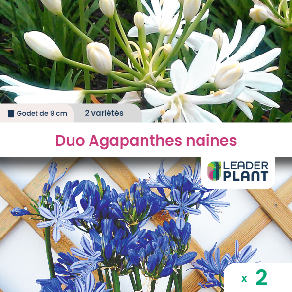 Duo agapanthes naines 2 variétés - lot de 2 plants en godet