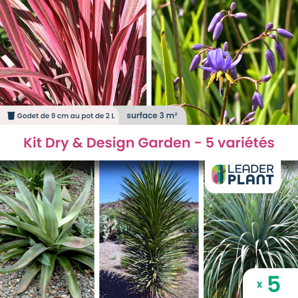 Kit dry & design garden - 5 variétés - lot de 5 plants en godet