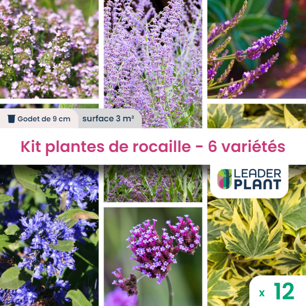 Kit rocaille mellifère - 6 variétés – lot de 12 plants en godet