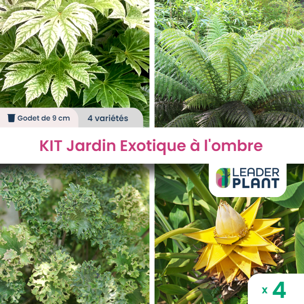 Kit jardin exotique à l'ombre - 4 variétés - lot de 4 plants en godet