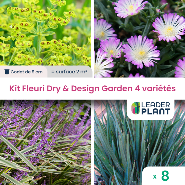 Kit fleuri dry & design garden 4 variétés - lot de 8 plants en godet