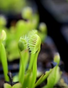 Dionaea muscipula 'cupped trap' caractéristique - pot 7 cm