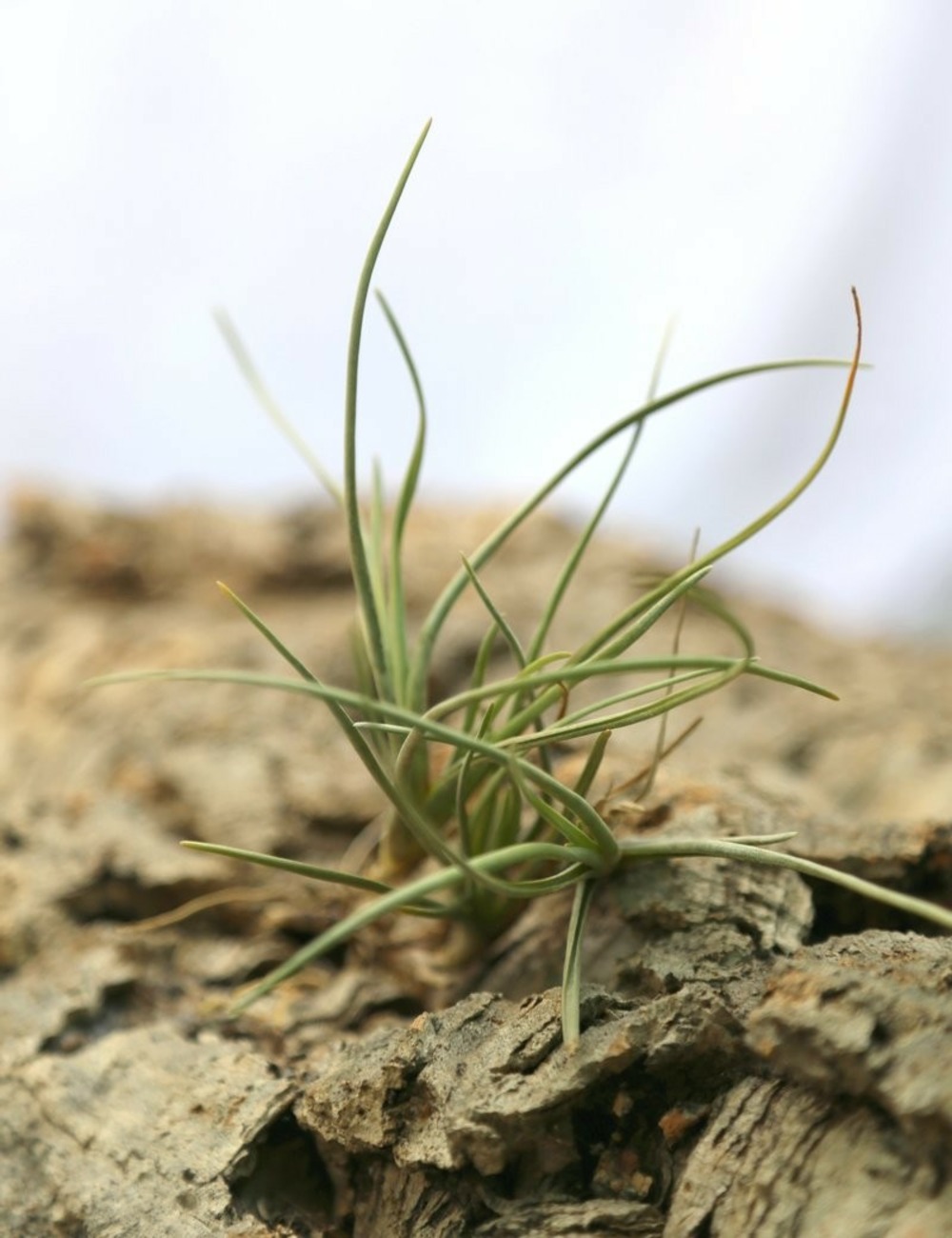 Tillandsia albertiana - 10 à 13 cm