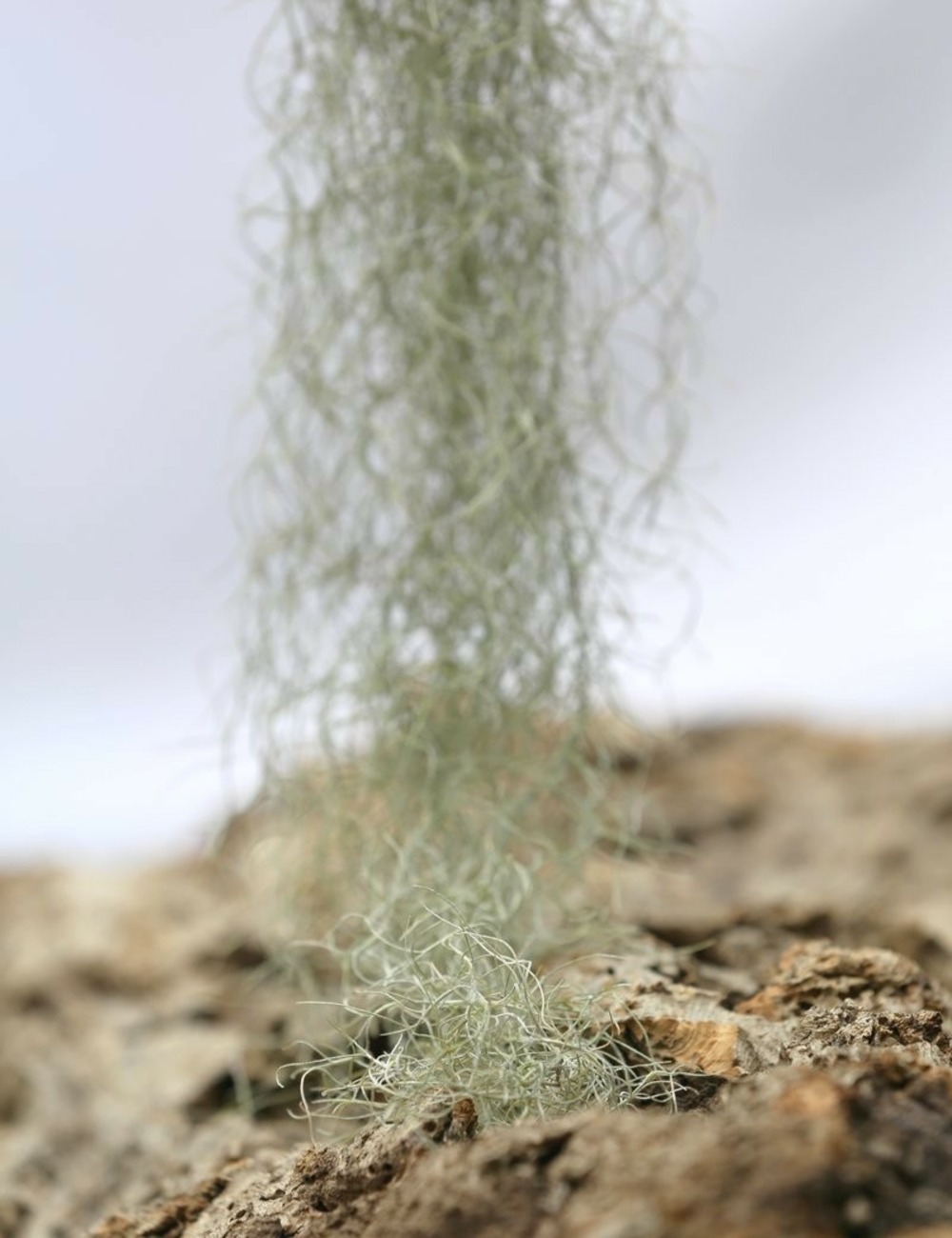 Tillandsia usneoides 'forme verte' - 40 à 60 cm