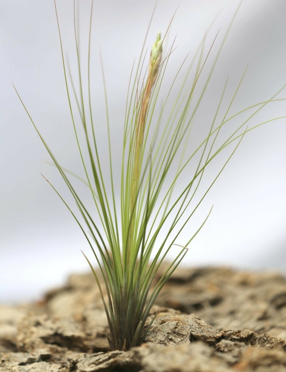 Tillandsia juncifolia - 15 à 25 cm