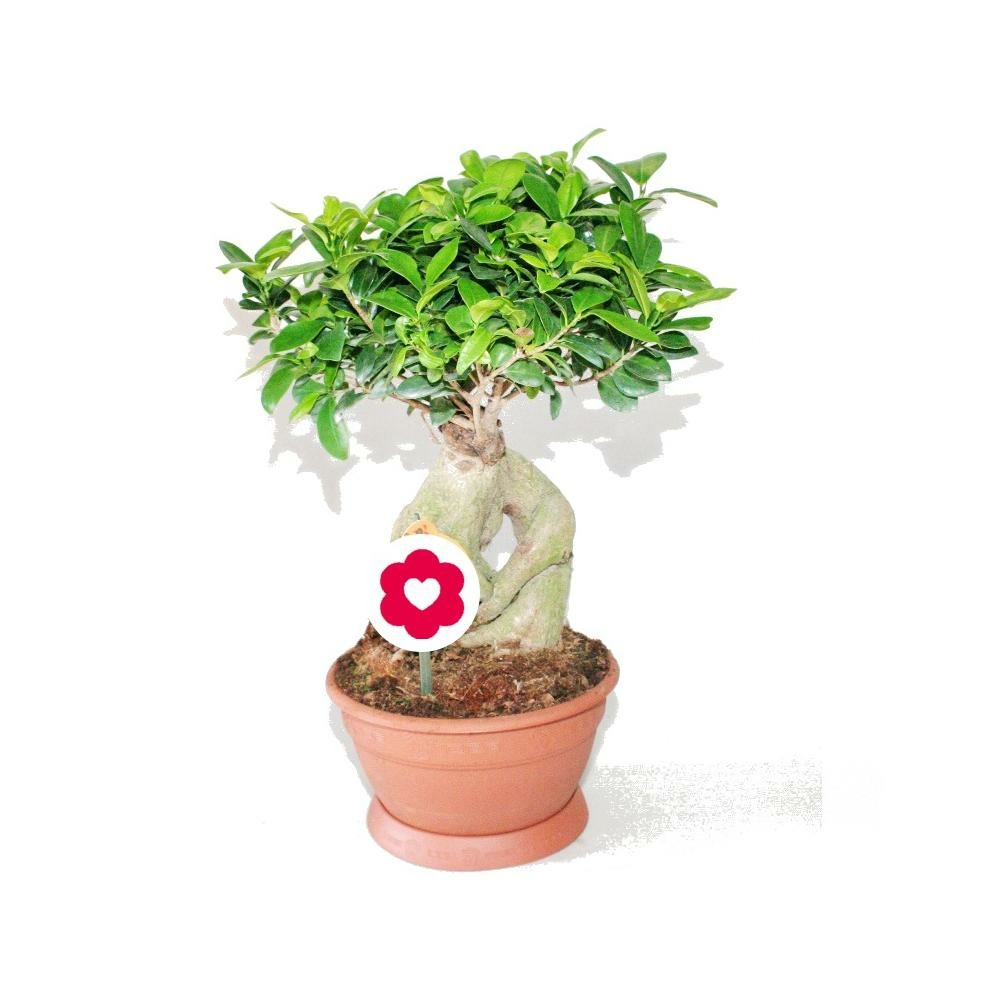 Bonsaï ficus ginseng pot de 20cm Truffaut