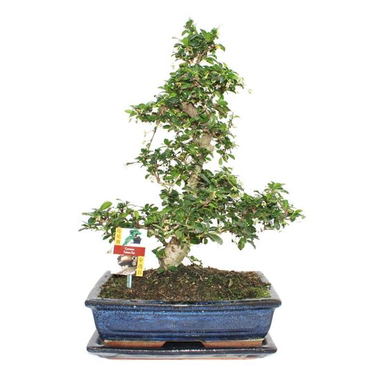 Bonsaï fukientee - carmona microphylla - environ 12-15 ans