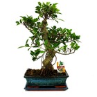 Figuier chinois bonsaï - ficus retusa - env. 12-15 ans