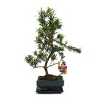 Tranche de pierre de bonsaï - podocarpus macrophyllus - environ 6 ans