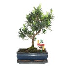 Disque de pierre de bonsaï - podocarpus macrophyllus - ca. 10 ans
