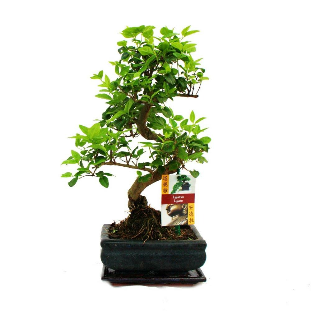 Troène chinois du bonsaï - ligustrum sinensis - env. 6 ans