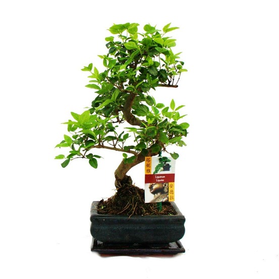 Troène chinois du bonsaï - ligustrum sinensis - env. 6 ans