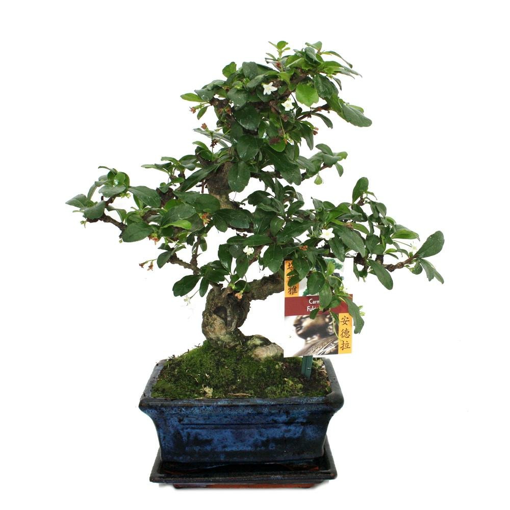Bonsaï fukientee - carmona microphylla - ca. 6 ans