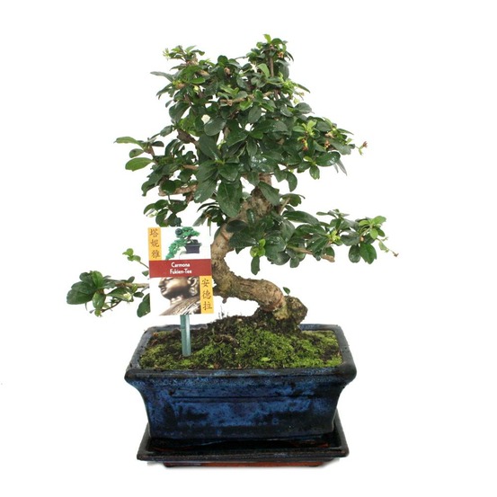 Bonsaï fukientee - carmona microphylla - environ 8 ans