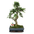 Orme chinois bonsaï - ulmus parviflora - env. 12-15 ans