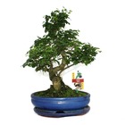 Troène chinois du bonsaï - ligustrum sinensis - env. 10 ans