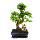 Troène chinois du bonsaï - ligustrum sinensis - env. 8 ans