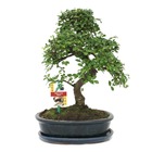 Orme chinois bonsaï - ulmus parviflora - env. 10 ans